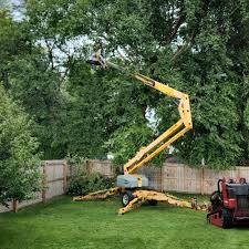  Reedley, CA Tree Care Pros